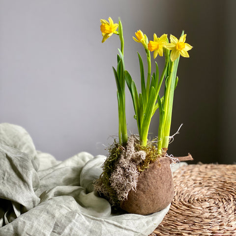 Fresh Narcissus Bulb in Buddha Nut Shell